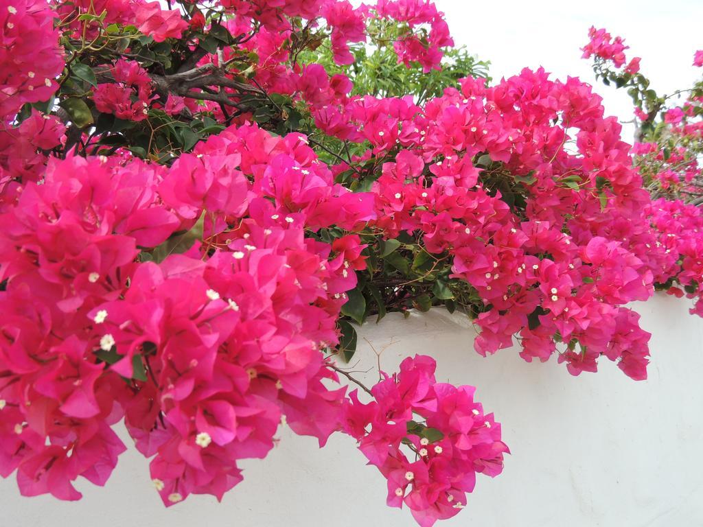 Villa Bougainvillea Aruba, The Tango Suite Палм Бийч Стая снимка