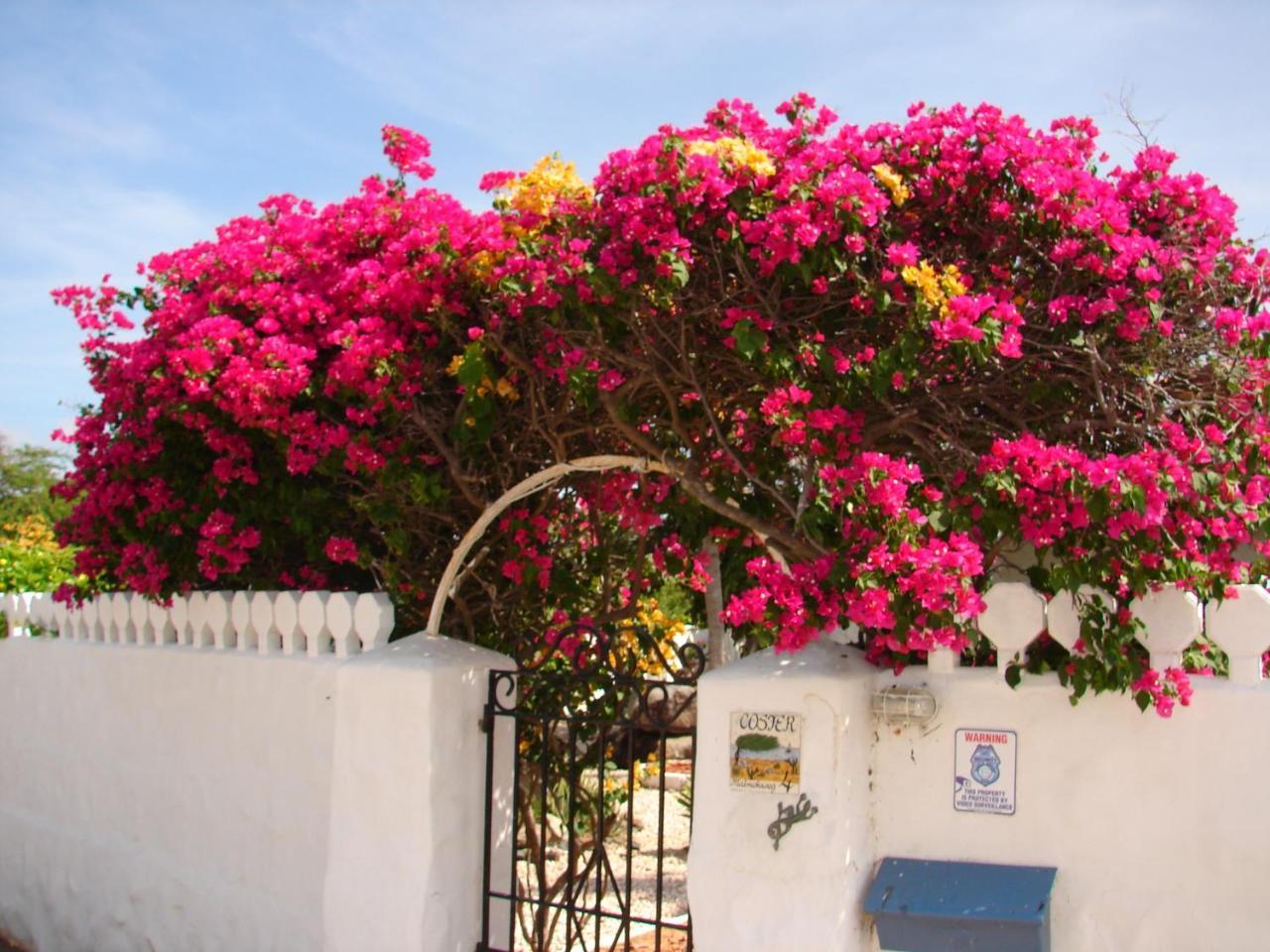 Villa Bougainvillea Aruba, The Tango Suite Палм Бийч Екстериор снимка