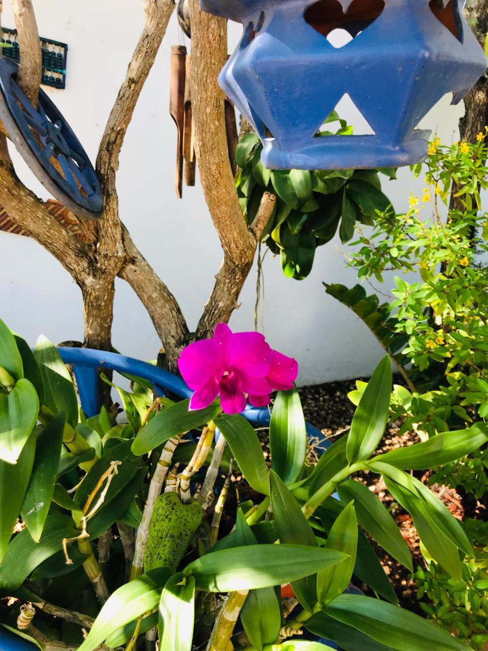 Villa Bougainvillea Aruba, The Tango Suite Палм Бийч Екстериор снимка