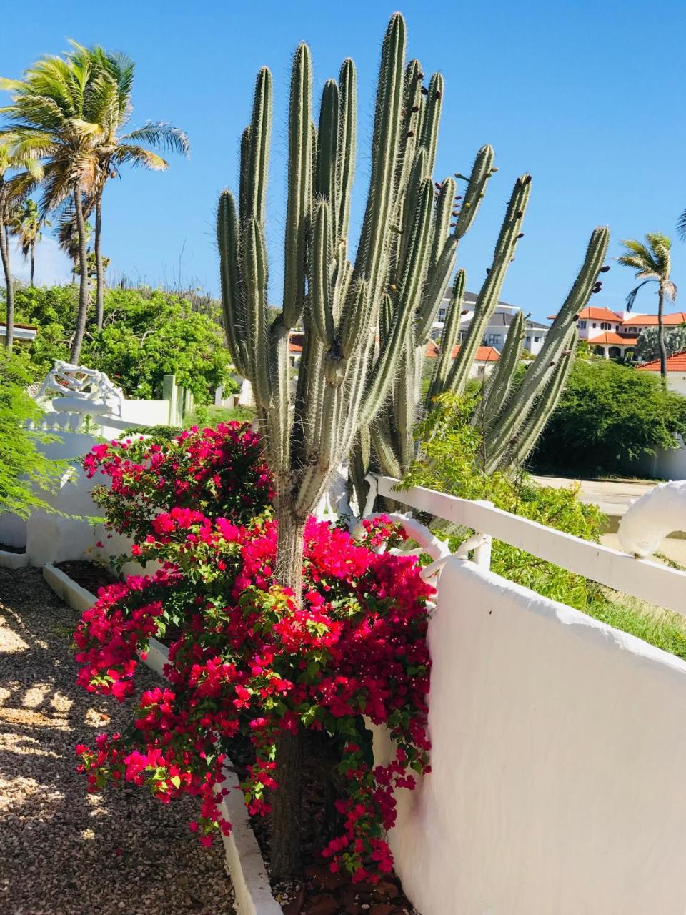 Villa Bougainvillea Aruba, The Tango Suite Палм Бийч Екстериор снимка